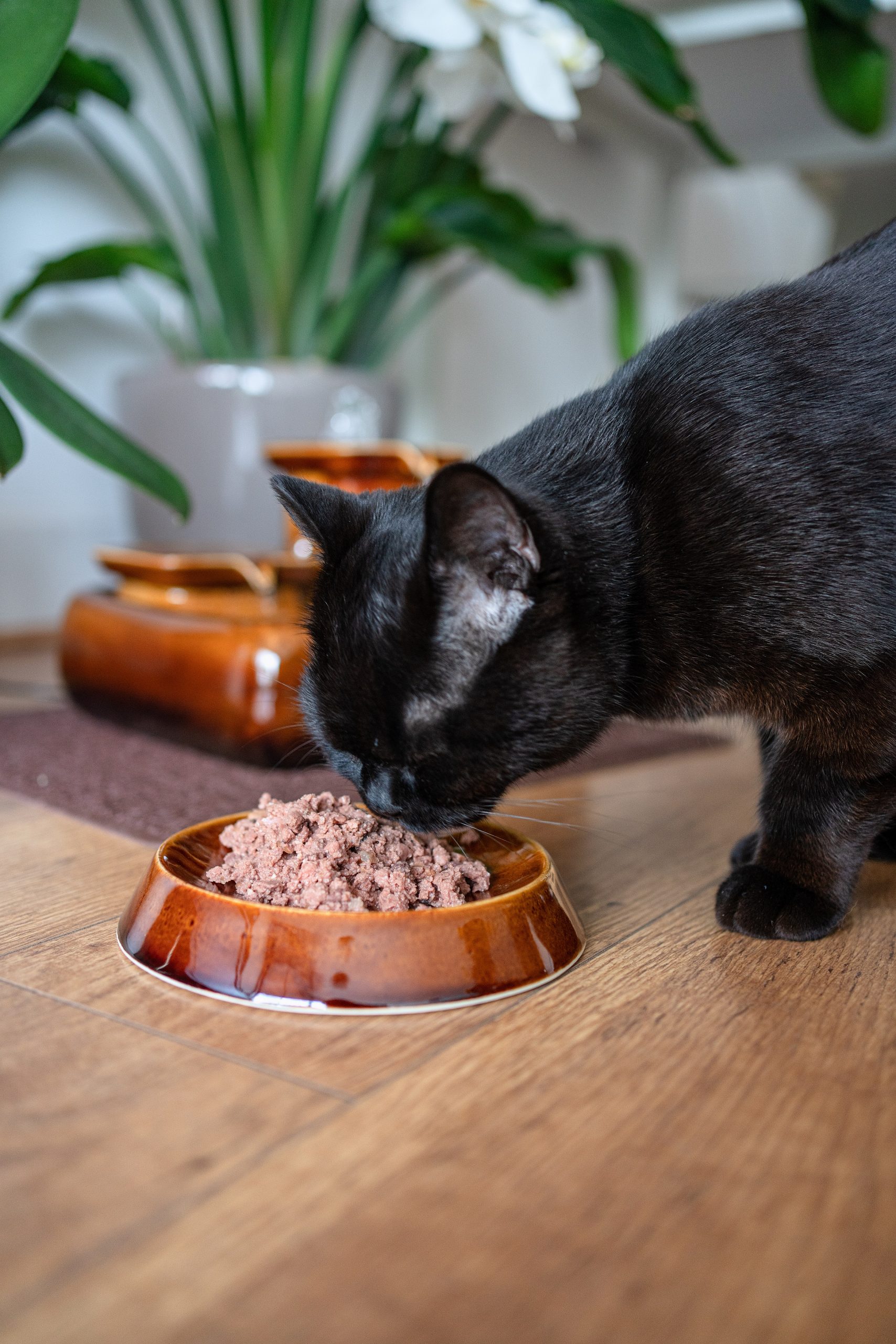 Futternapf für Katzen: Walnuss – Bild 3