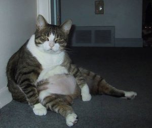 Katzennamen3