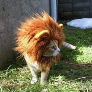 Katzennamen4