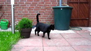 Schwarze Katze, große Tatze