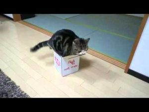 Katze in der Nudelbox, asiatisches Essen