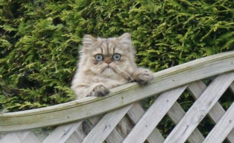 WEnn die Katze zum nachbarhn geht, was tun