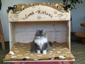 katze-wirft-nicht