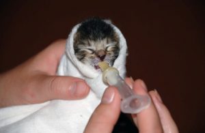 katze-wirft-nicht2