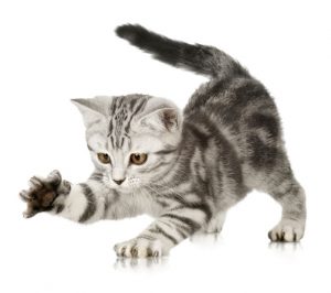 kitten-hat-druchfall