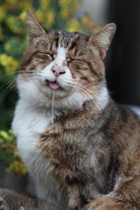 lustige-katze-sabbertinu9y