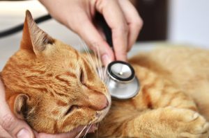 meine-katze-geht-aufs-klo
