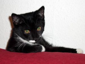 meine-katze-geht-aufs-klo2