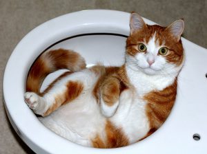 meine-katze-geht-oft-auf-klo