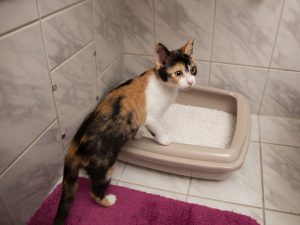 meine-katze-geht-oft-auf-klo2