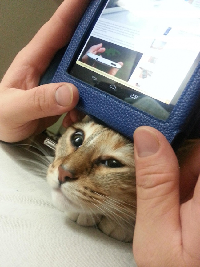 "Privatsphäre" mit Katzen 5