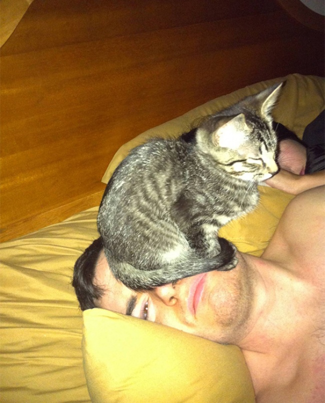 "Privatsphäre" mit Katzen 2