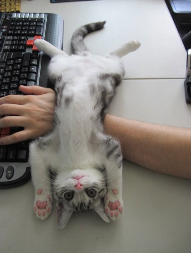 "Privatsphäre" mit Katzen 1