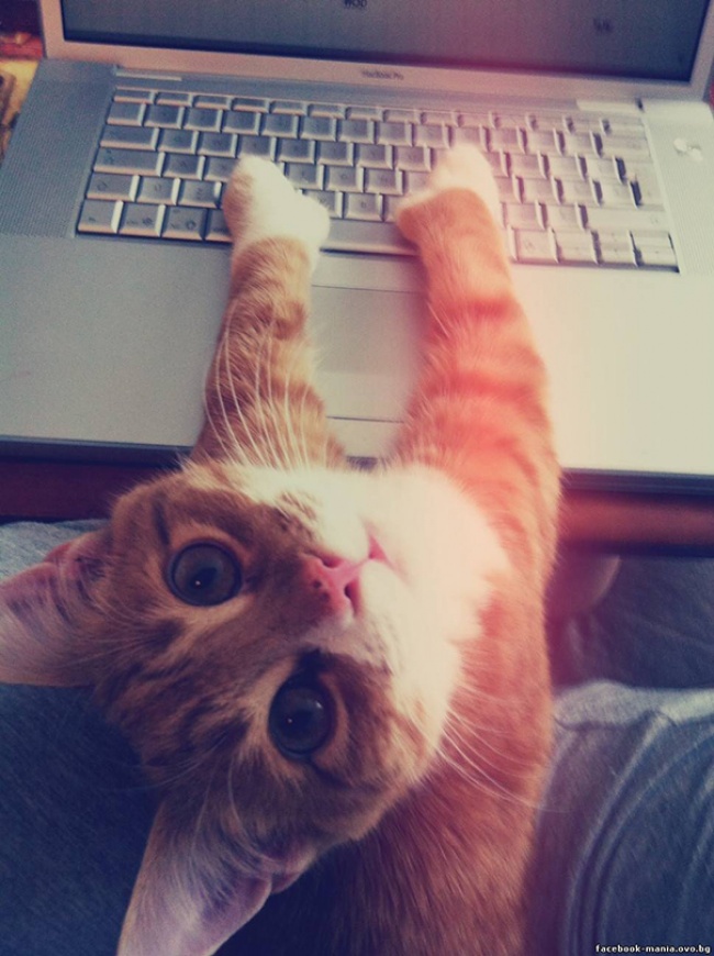 "Privatsphäre" mit Katzen 4