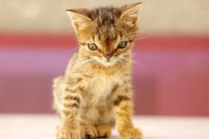 Down- Syndrom bei Katzen 1