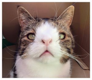 Down- Syndrom bei Katzen 2