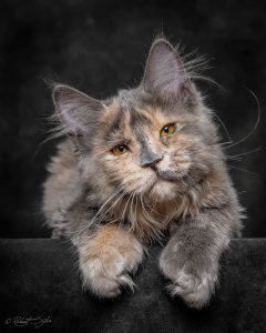 Fotograf fängt die mystische Schöhnheit von Maine-Coon-Katzen ein 1