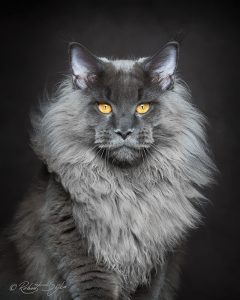 Fotograf fängt die mystische Schöhnheit von Maine-Coon-Katzen ein 3