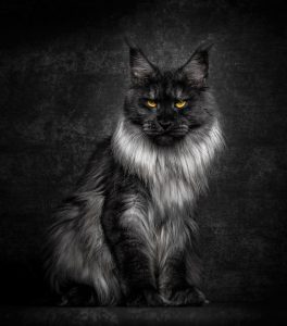 Fotograf fängt die mystische Schöhnheit von Maine-Coon-Katzen ein 2