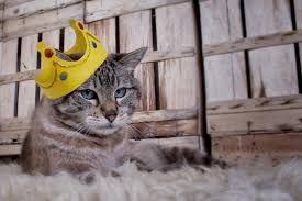Katzennamen1