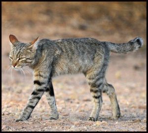 Gründe & Probleme von geringer Wasseraufnahme bei Katzen 4