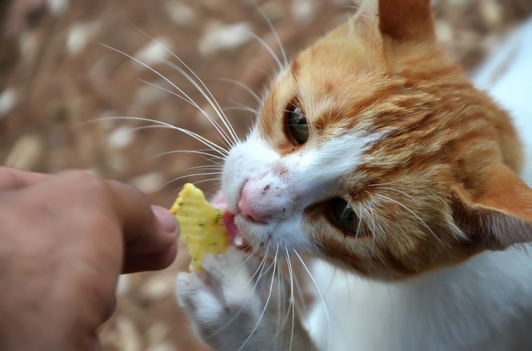 Katze hat papier gegessen