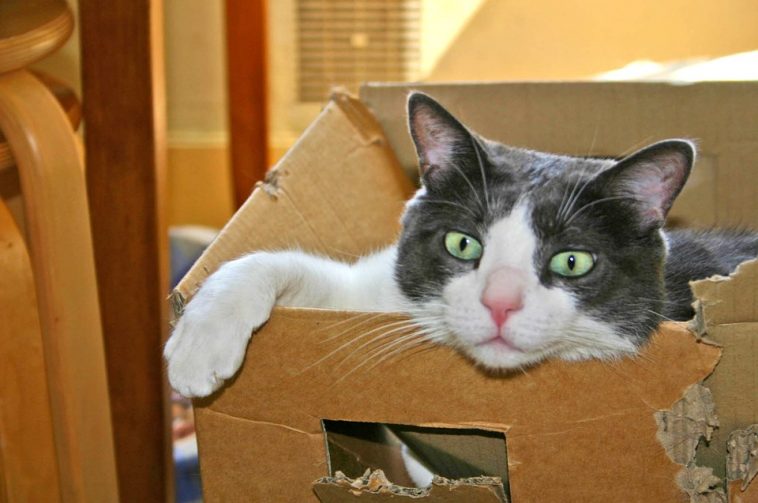Katze hat papier gegessen