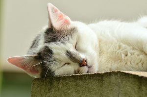 Gründe & Probleme von geringer Wasseraufnahme bei Katzen 1