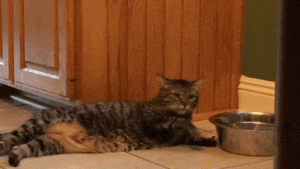 Gründe & Probleme von geringer Wasseraufnahme bei Katzen 2
