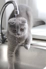 Warum Hauskatzen einen Trinkbrunnen brauchen 3