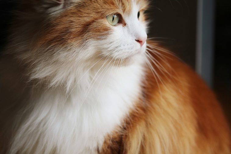 Katzen die nicht haaren
