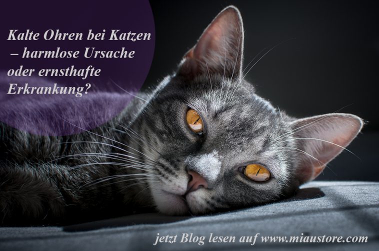 Kalte Ohren bei katzen