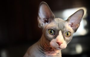 Sphinx Katzen Haaren nicht