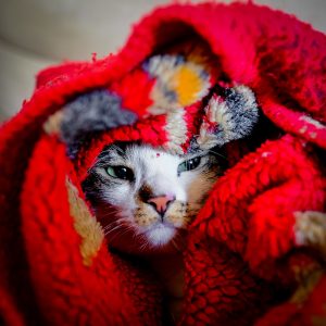Kalte Ohren bei Katzen
