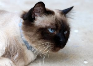 Die Burmakatze zählt zu Katzen die nicht haaren