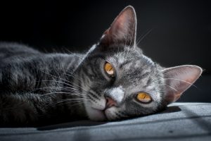 Kalte Ohren bei Katzen