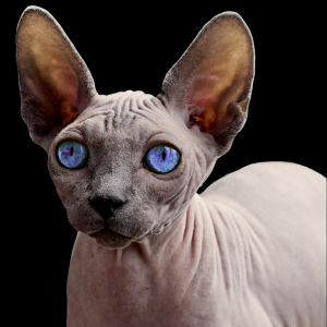 Sphynx Katzen haaren weniger