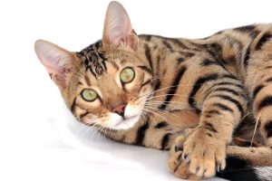 Bengalkatzen, die Katzen die nicht haaren