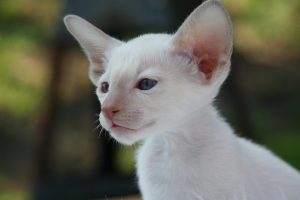 Siam Katzen die nicht haaren