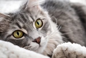 Katzenschnupfen