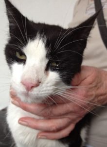 Katzenschnupfen und felines Herpesvirus