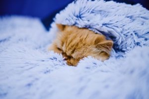 Katze mit Erkältung
