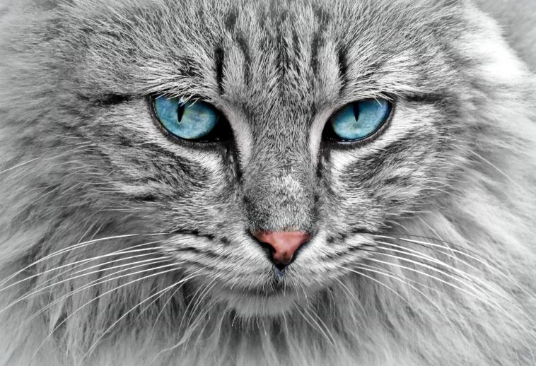 Katzenschnupfen