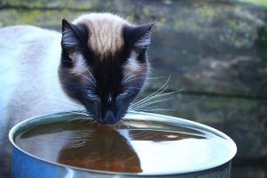 Katze trinkt aus dem Klo