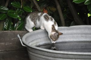 Katzenbrunnen oder Trinkbrunnen