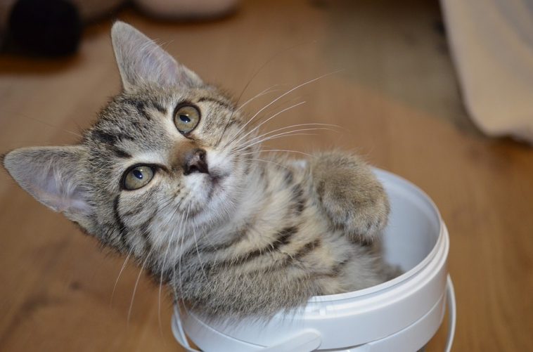 Katze in Eimer