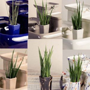 Katzengras