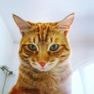 Katzennamen, Männliche Katzen, Weibliche Katzen