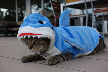 déguisement requin pour chat