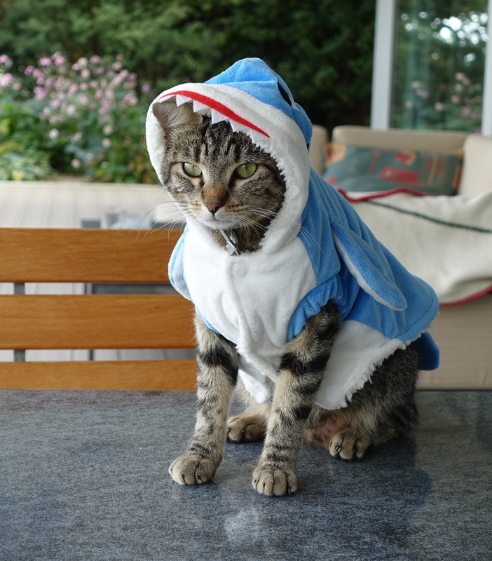 chat déguisement - fontaine à eau pour chat